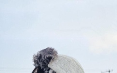 浪漫玛丽国语版全集